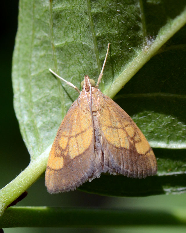 Crambidae Evergestis limbata